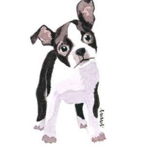 Boston Terrier Isabela Savas