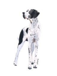 pointer
