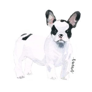 French Bulldog