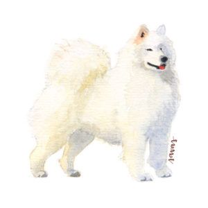 Samoyed Dog